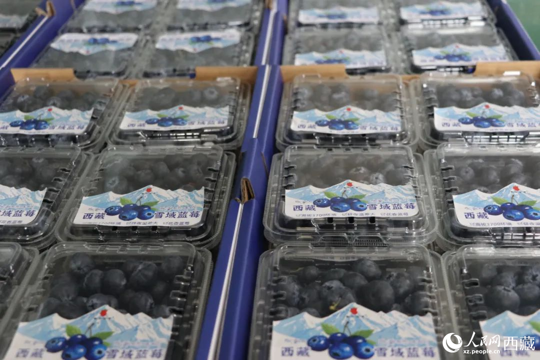 包裝好的藍(lán)莓。次仁龍布攝