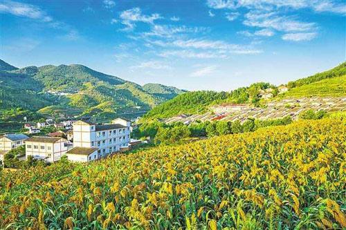 【理上網(wǎng)來o輝煌十九大】鄉(xiāng)村振興戰(zhàn)略：更綜合、全面、系統(tǒng)的發(fā)展戰(zhàn)略