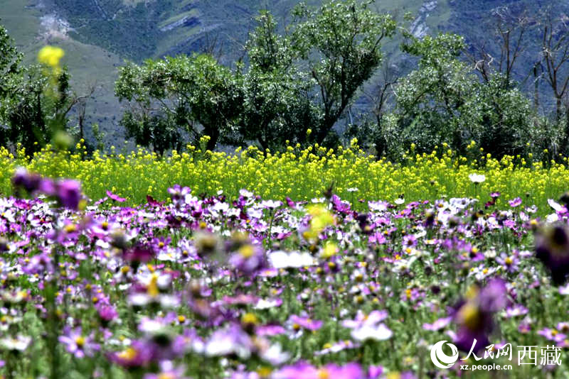 油菜花與格桑花相映成趣。人民網(wǎng) 李海霞攝