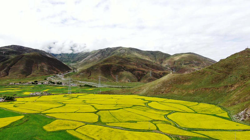 金燦燦的油菜花。洛克攝
