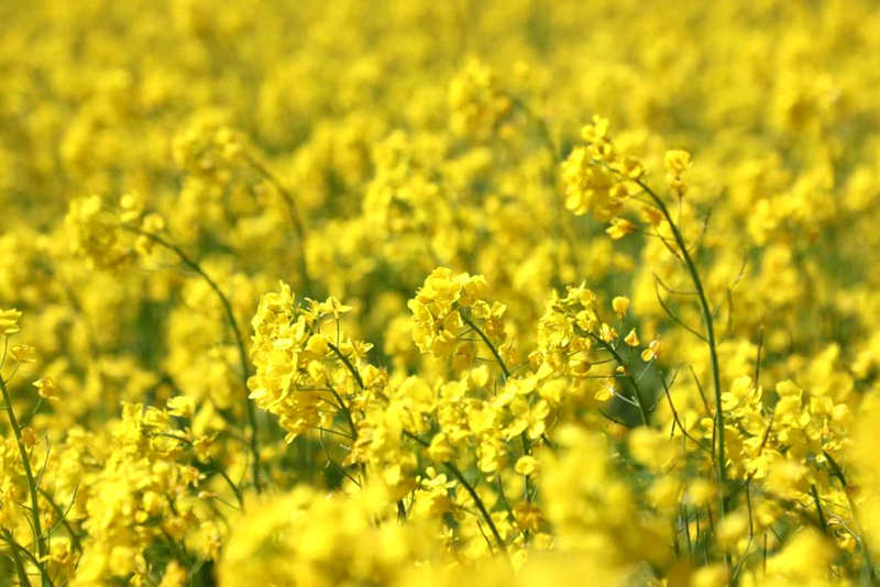 油菜花盛開。洛克攝