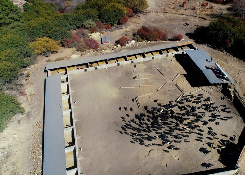 麥村藏香豬養(yǎng)殖基地。