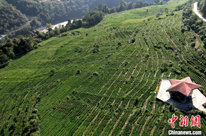 圖為西藏林芝市墨脫縣果果塘大拐彎附近的茶田。(無人機照片) 李林 攝